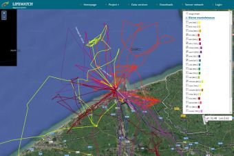 Via GPS-zenders kan het gedrag van 5 zilvermeeuwen en 22 kleine mantelmeeuwen gevolgd worden.